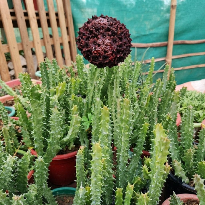 Caralluma Arabica (Drak Brown Flower) live Plant | Collector Choice Plant Live | Excotic Rare Plant