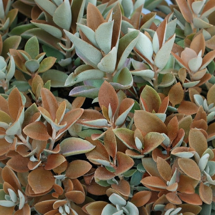 Copper Kalanchoe (Kalanchoe orgyalis) | Copper Spoons Plant | Exotic Rare Plant | Collectors Choice Plant | Wild Root Plant