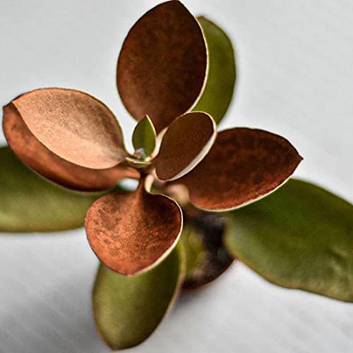 Copper Kalanchoe (Kalanchoe orgyalis) | Copper Spoons Plant | Exotic Rare Plant | Collectors Choice Plant | Wild Root Plant
