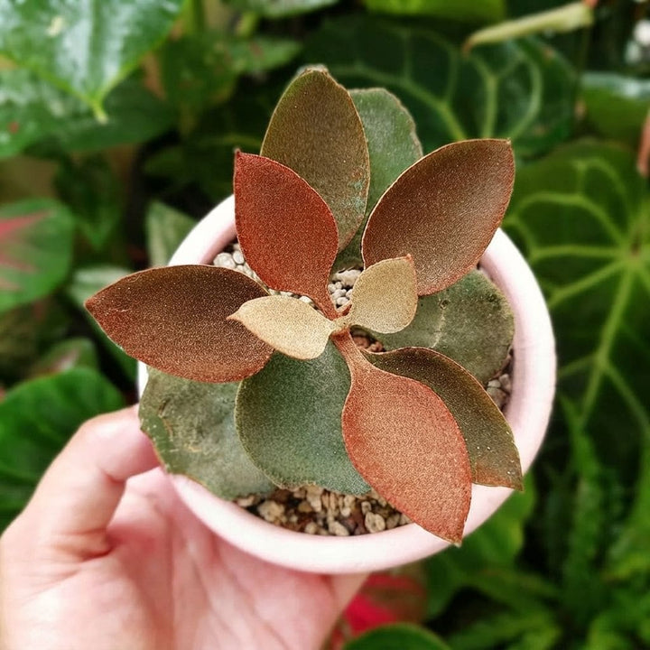 Copper Kalanchoe (Kalanchoe orgyalis) | Copper Spoons Plant | Exotic Rare Plant | Collectors Choice Plant | Wild Root Plant