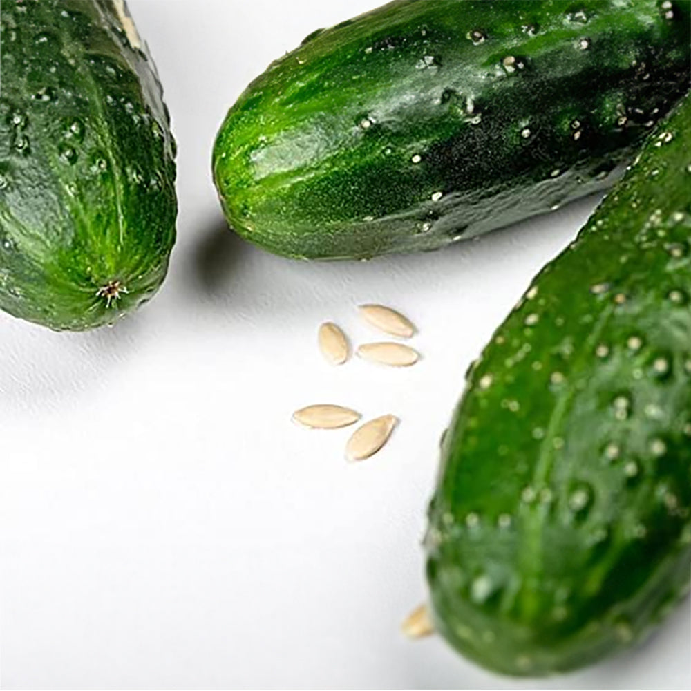 खीरे के बीज (Cucumis sativus) - लंबे | फल के बीज | बेल वाले पौधे के बीज | 25+ बीजों का पैक