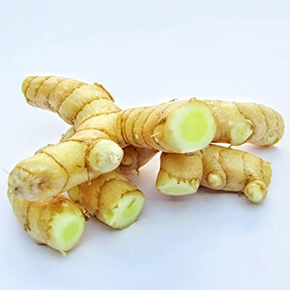 Curcuma Amada - 10 Rhizomes (Mango Ginger) | Healthy Fresh Root Cuttings for Growing | Medicinal Plant | Herbal Spice for Kitchen