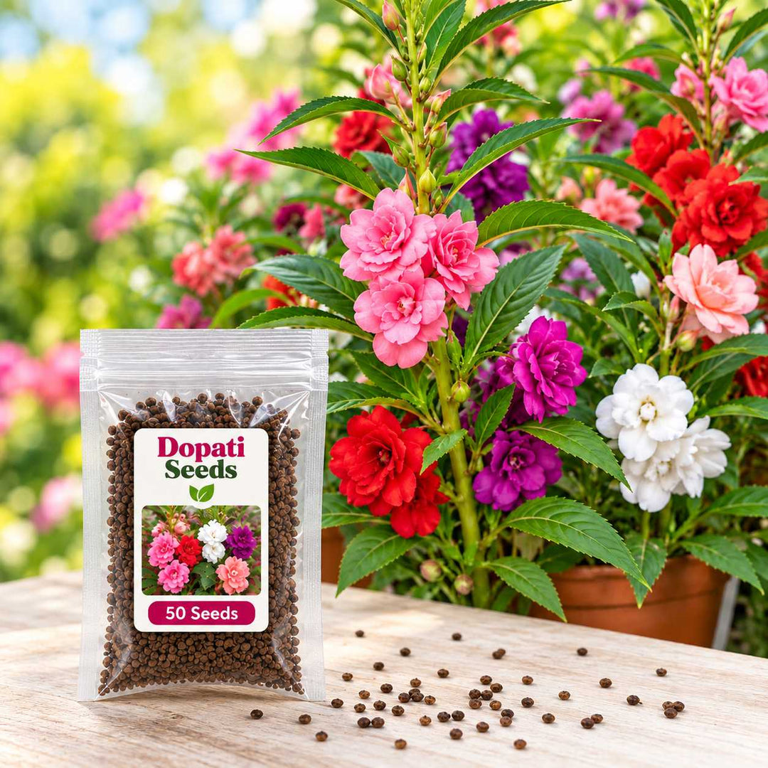 Dopati Seeds – 50 Seeds for Growing Colourful Dopati Flowers at Home, Pots, Balcony &amp; Garden