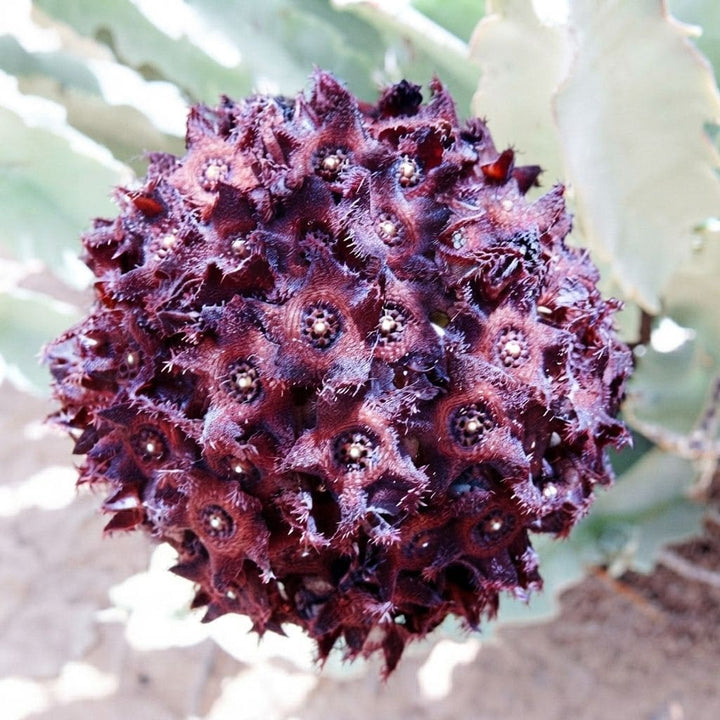 Caralluma Arabica (Drak Brown Flower) live Plant | Collector Choice Plant Live | Excotic Rare Plant
