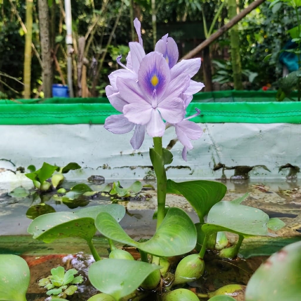 Water Hyacinth (Eichhornia crassipes) | Floating Pond Plant | Pond Flower | Koi Pond Plants | Water Plants Live (Pack of 2/3/4/6/8/12)