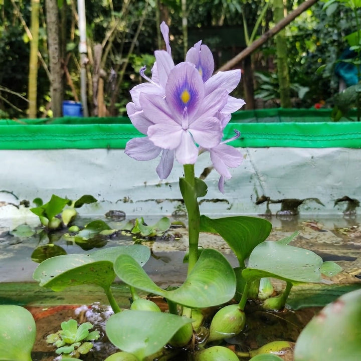 Water Hyacinth (Eichhornia crassipes) | Floating Pond Plant | Pond Flower | Koi Pond Plants | Water Plants Live (Pack of 2/3/4/6/8/12)