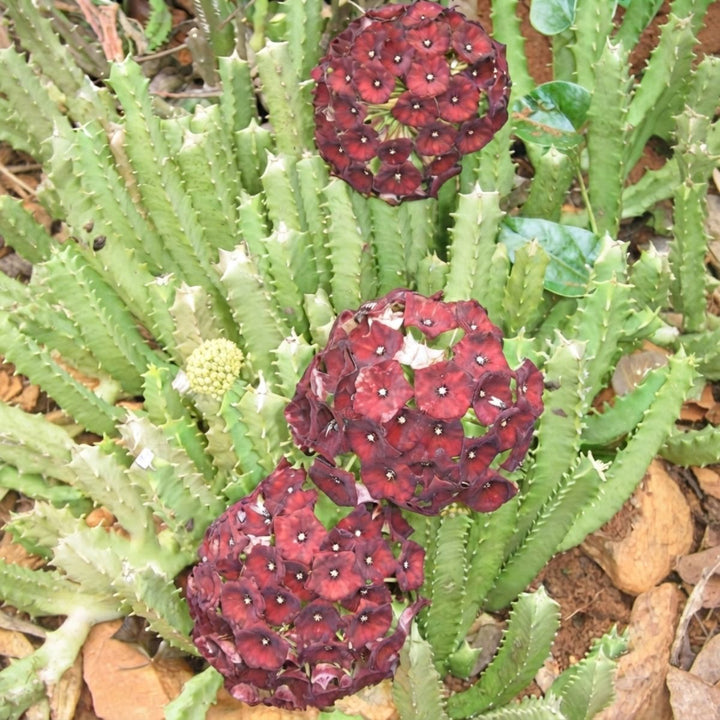 Caralluma umbellata Live Plant | Collector Choice Plant Live | Excotic Rare Plant | Succulent Plant | 1 Healthy Live Plant with Pot