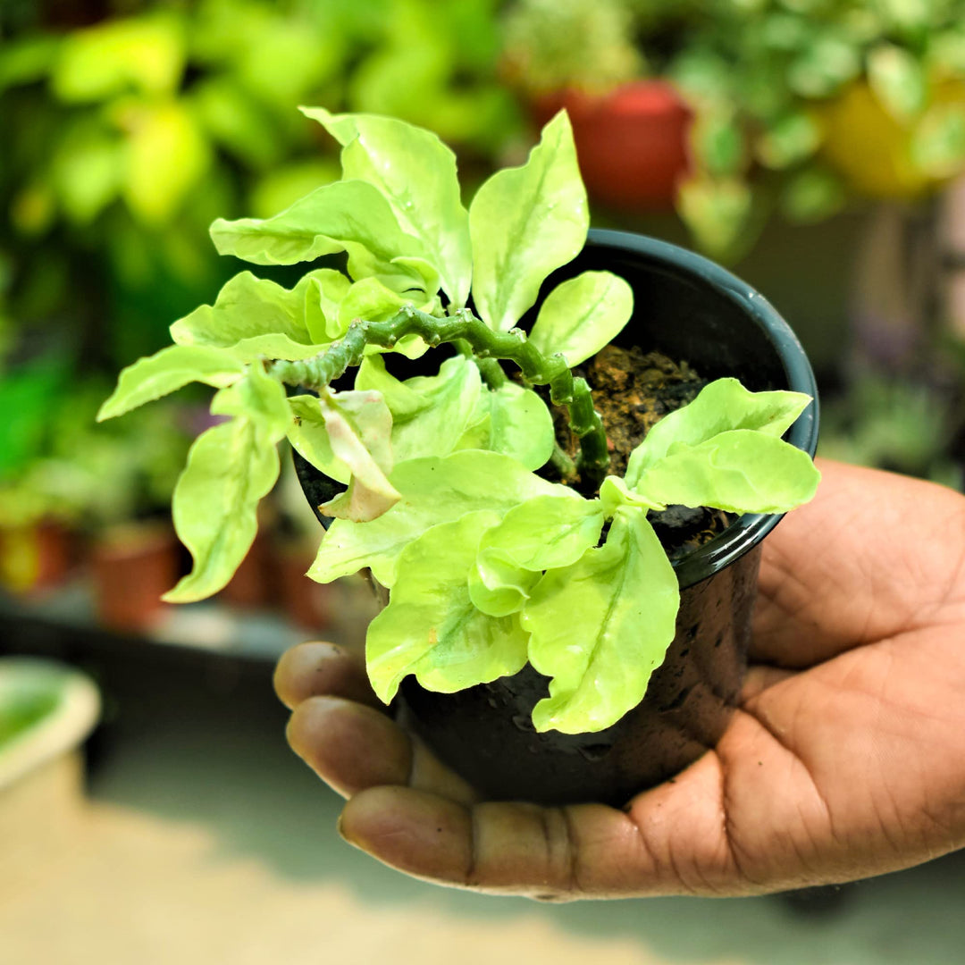Variegated Devil&