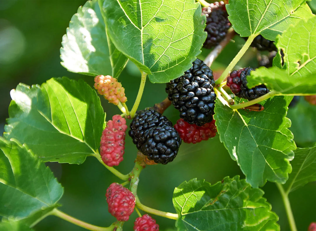 Mulberry Fruit Plant (Morus alba), Mulberry Plant Live, Shahtut Plant, Live Fruit Plants, Fruits Plants, Live Plants, 1 Live Plant with Pot