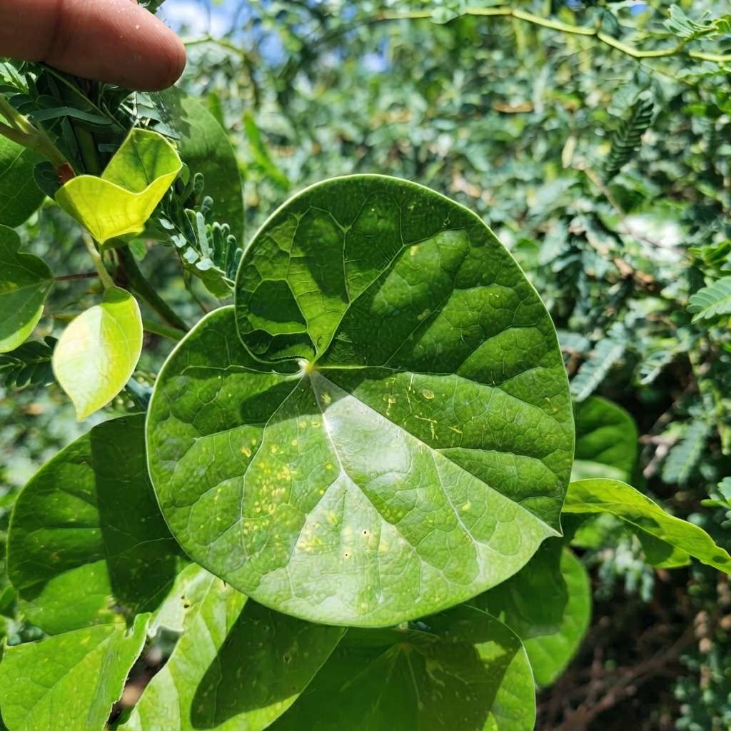 Giloy Plant (Tinospora cordifolia) | Gulanch Medicinal Plant | Herbal Natural Plant Gurcha
