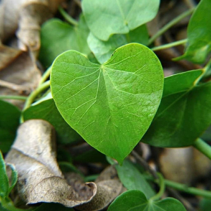 Giloy Plant (Tinospora cordifolia) | Gulanch Medicinal Plant | Herbal Natural Plant Gurcha