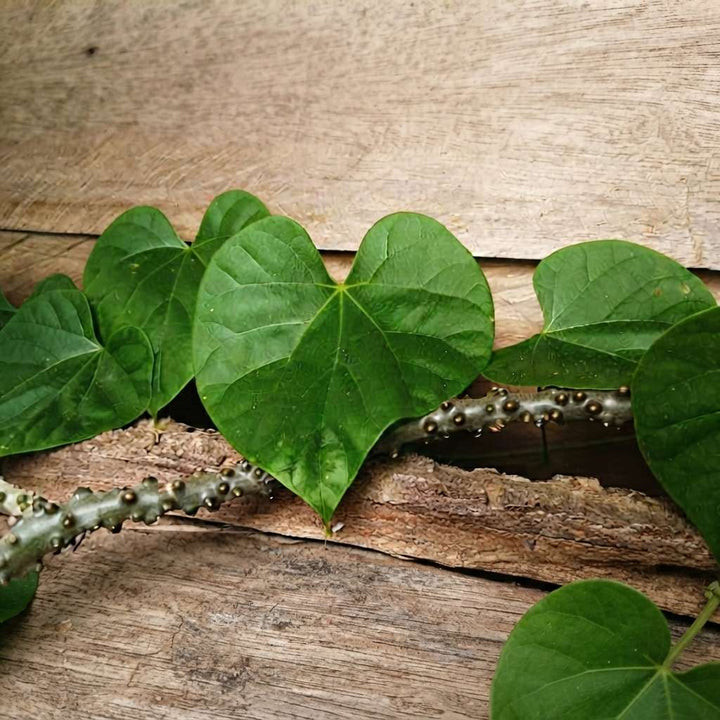 Giloy Plant (Tinospora cordifolia) | Gulanch Medicinal Plant | Herbal Natural Plant Gurcha