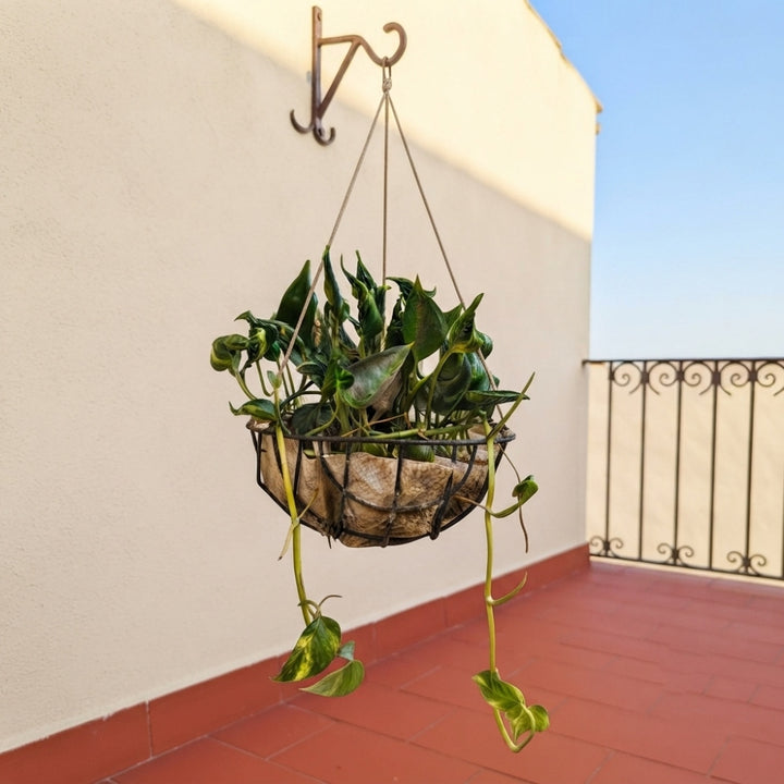 Sleeping Pothos Live Plant | Epipremnum Aureum ‘Shangri-La’ | Godzilla Pothos | Spinach Pothos | Unique Curled Green Foliage | Plant with Pot