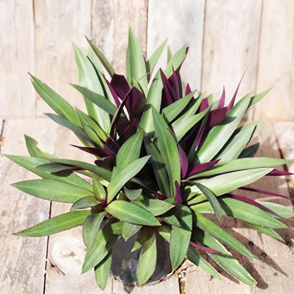 Rhoeo Live Plant | Rhoeo Spathacea | Ornamental Plant | Hanging Plant | Exotic Rare Plants