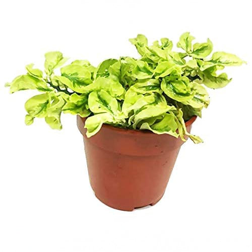 Variegated Devil&