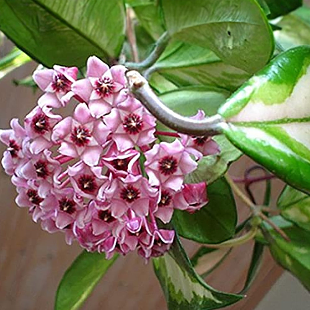 Hoya Carnosa Variegata | Crispa Variegata Rare plant | Exotic Rare Collectors Choice Plant