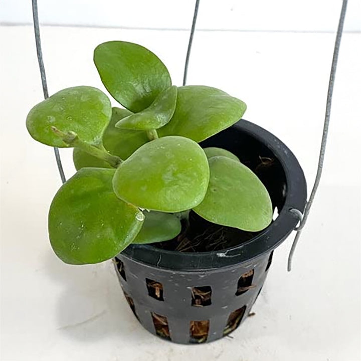 Hoya Kastbergii Plant | Vine Plant | Wax Plant | Plant for Garden | Easy to Grow Plant | Healthy Live Plant