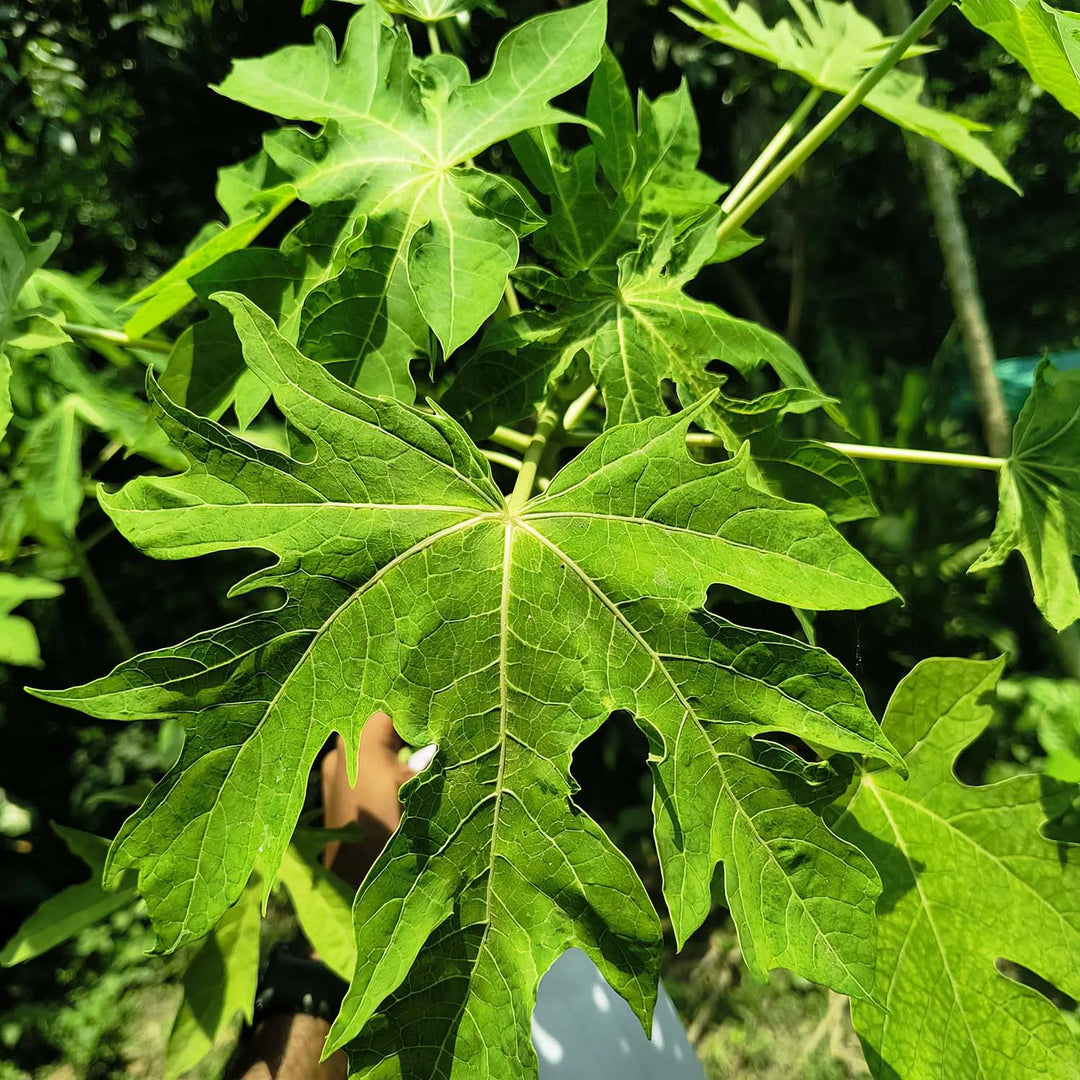 Fresh Papaya Leaf | Papaya Leaves | Immunity Booster Papaya Leaves (pack of 5)