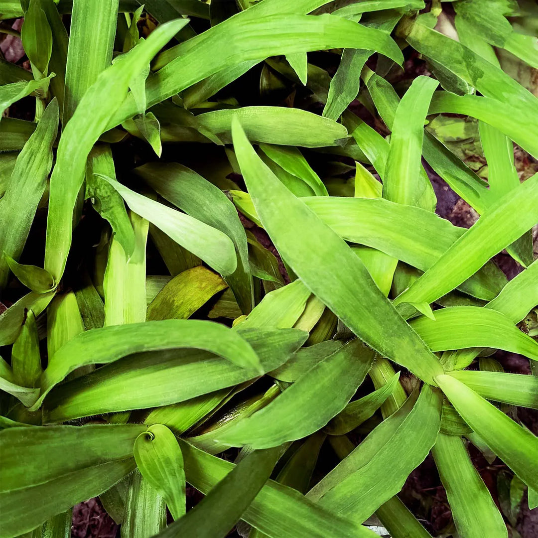 Spider Plant - Green (Chlorophytum comosum) | Houseplant | Decorative Indoor Plant | Air Purification Plant | 1 Healthy live with pot