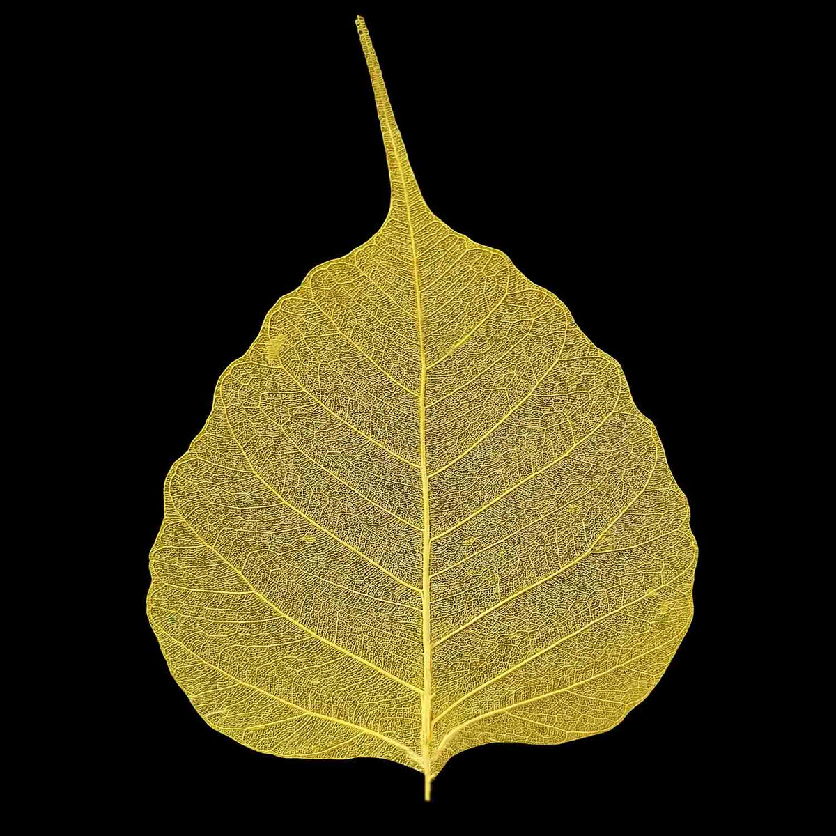 Gachwala Natural Yellow Skeleton Leaves – 100/50/25Pcs | Dry Leaf Veins for Craft Décor, Card Making, Invitations, Gift Tags &amp; DIY Tools