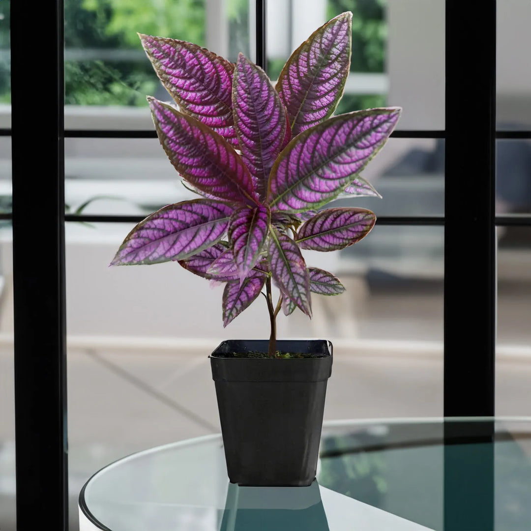 Persian Shield | Peacock Plant | Strobilanthes Dyeriana | Ornamental Plants | Exotic Rare Plant | Royal Purple Plant | 1 Healthy Live Plant with Pot