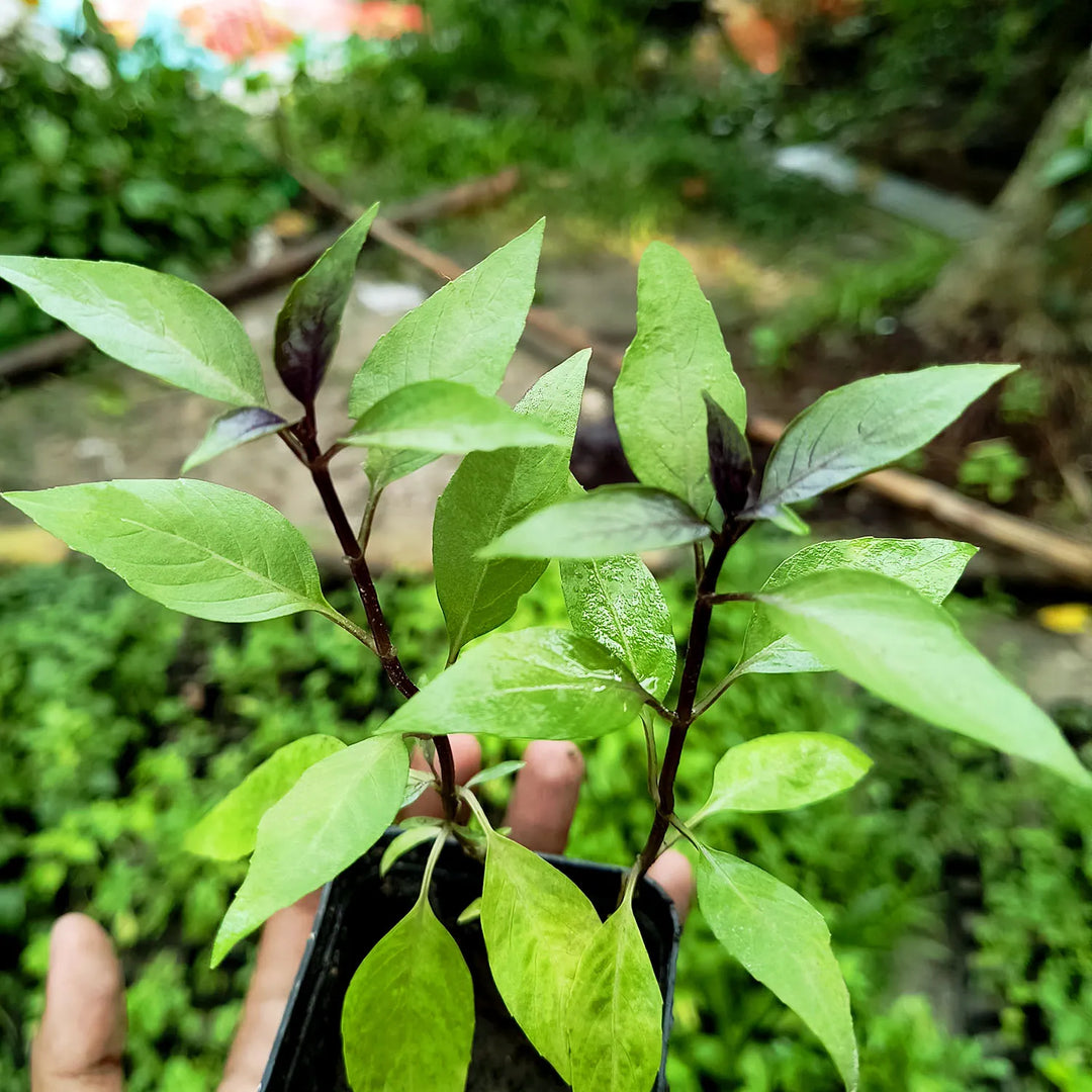 Cinnamon Tulsi - Mexican Basil Live Plant for Home, Garden | Kitchen Herb | Holy Mexican Basil | Medicinal Plant | Live Plant with Pot