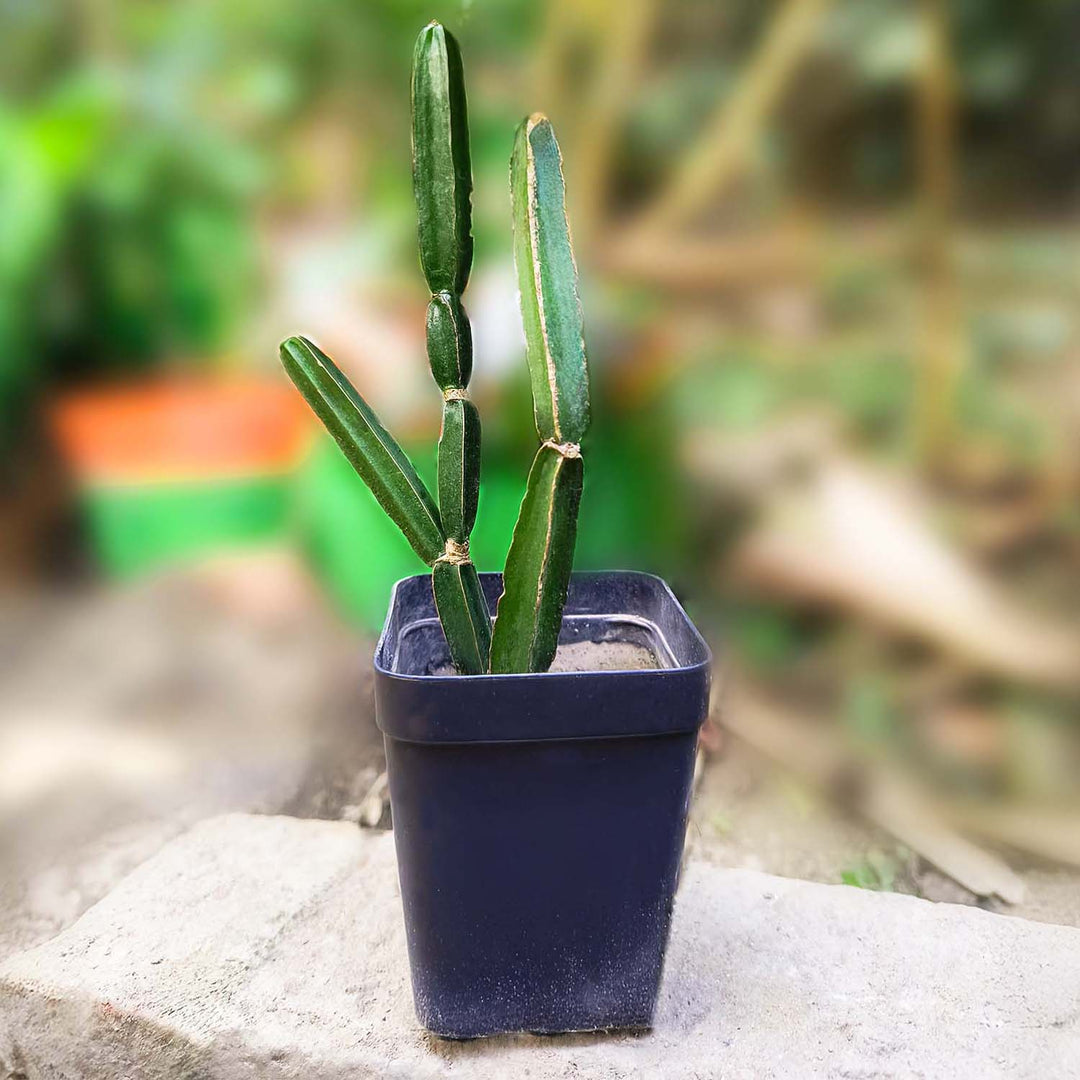 Hadjod Plant (Cissus quadrangularis) Veldt Grape, Devil&