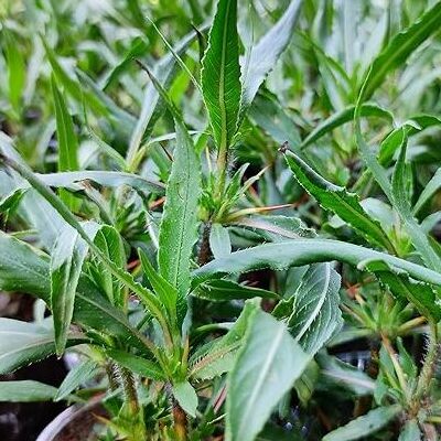 Gachwala Kulekhara Live Plant (Hygrophila Auriculata) Kokilaksha, Gokulakanta, Go-kanta, Gokanta, Kokilaksha, Neeramulli (Nirmulli), Swampweeds Ayurvedic Plant Live with Pot (Set of 2)