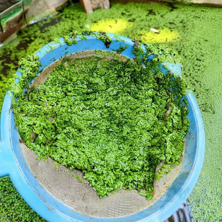 Duckweed Live Plant (Lemna Minor) Live Floating Plants for Pond / Aquarium | Natural Biological Filter