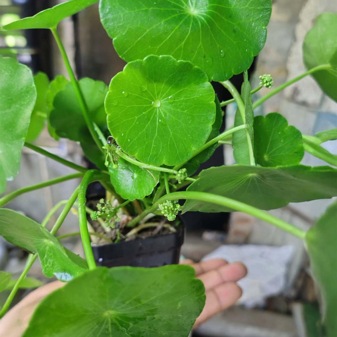 Chinese Money Plant Live Indoor Plant in Pot | Lucky Air Purifying Plant for Office Decor, Home &amp; Balcony Decoration | Easy to Grow &amp; Low Maintenance
