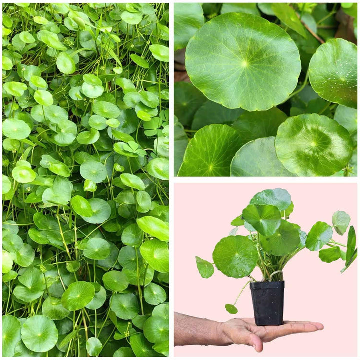 Chinese Money Plant Live Indoor Plant in Pot | Lucky Air Purifying Plant for Office Decor, Home &amp; Balcony Decoration | Easy to Grow &amp; Low Maintenance