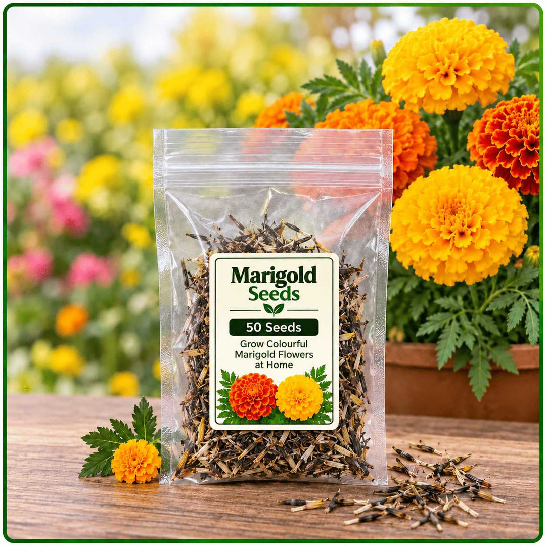 Marigold Seeds – 50 Colourful Marigold Flower Seeds for Home Garden, Pots, Containers &amp; Balcony Gardening