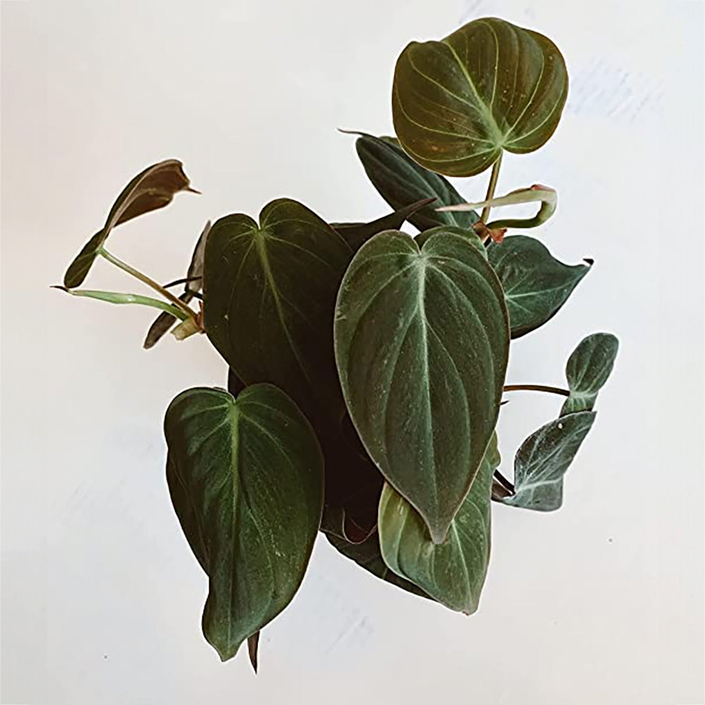 Mican pothos (Philodendron hederaceum) | Hanging Plant | Decor Plant for Indoor and Garden | Heart Shaped Leaves | 1 Healthy Live Plant with Pot