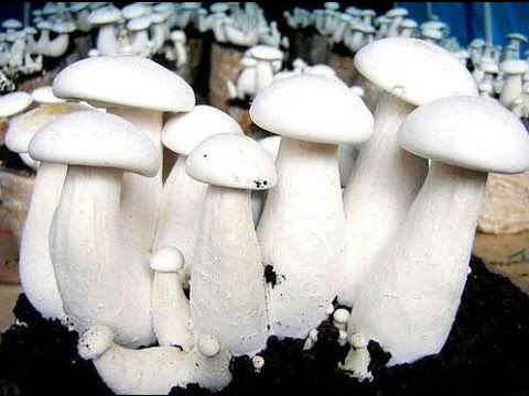 Milky Mushroom Seeds/ Spawn (200gm – 2Kg) – High Yeild Grain Based Commercial Spawn for Milky Mushroom Cultivation – White Micelium Spores