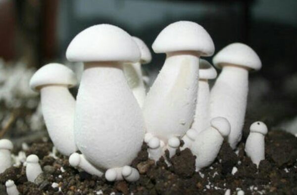 Milky Mushroom Seeds/ Spawn (200gm – 2Kg) – High Yeild Grain Based Commercial Spawn for Milky Mushroom Cultivation – White Micelium Spores