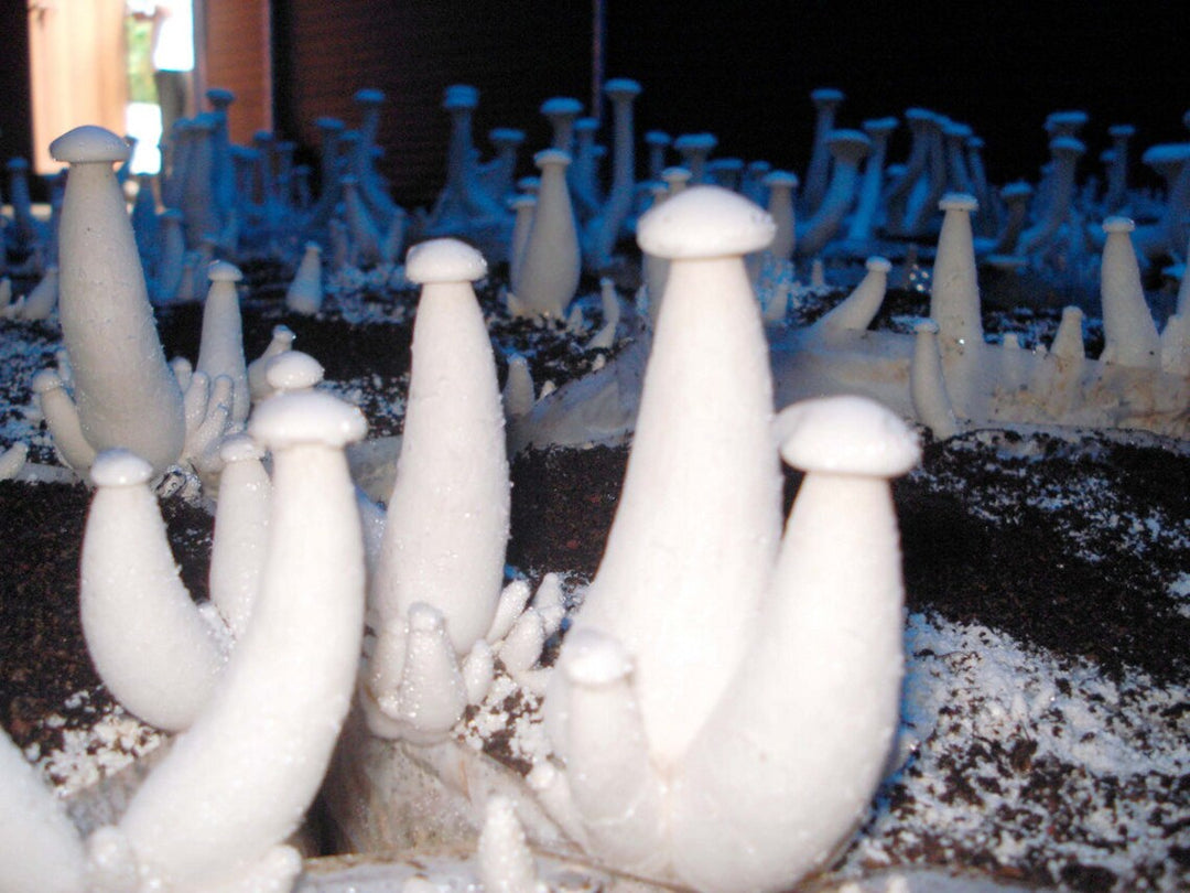 Milky Mushroom Seeds/ Spawn (200gm – 2Kg) – High Yeild Grain Based Commercial Spawn for Milky Mushroom Cultivation – White Micelium Spores