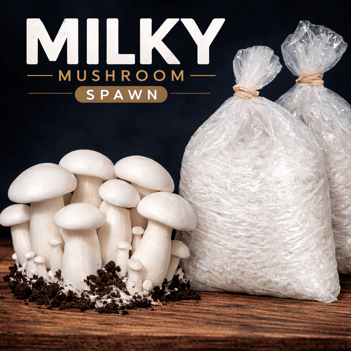 Milky Mushroom Seeds/ Spawn (200gm – 2Kg) – High Yeild Grain Based Commercial Spawn for Milky Mushroom Cultivation – White Micelium Spores