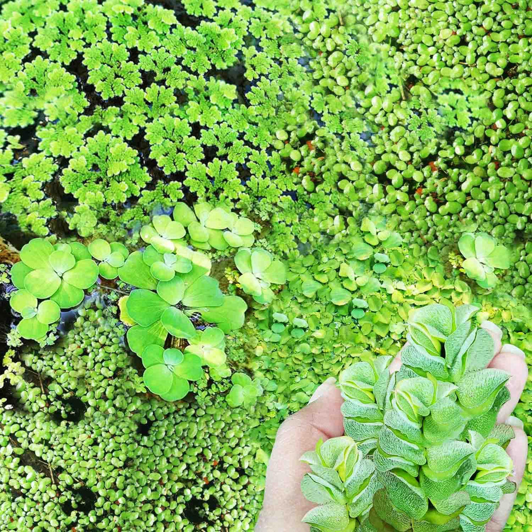 Mixed Live Aquatic Plants – 50gm | Water Lettuce, Duckweed &amp;amp; Water Moss | Floating Plants for Aquarium, Ponds &amp;amp; Fish Tanks | Natural Aquatic Filtration