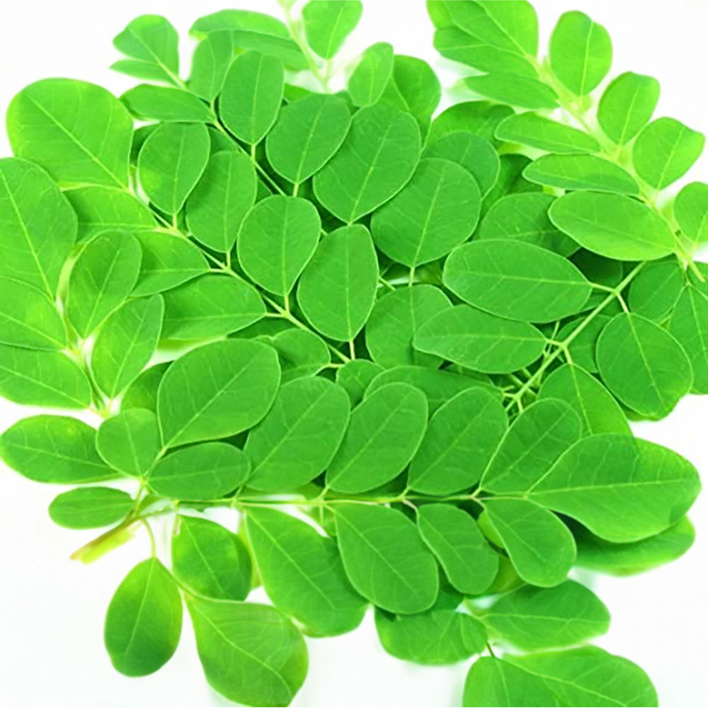 Moringa Leaves | Drumstick Tree Leaves | Horseradish Tree Leaves