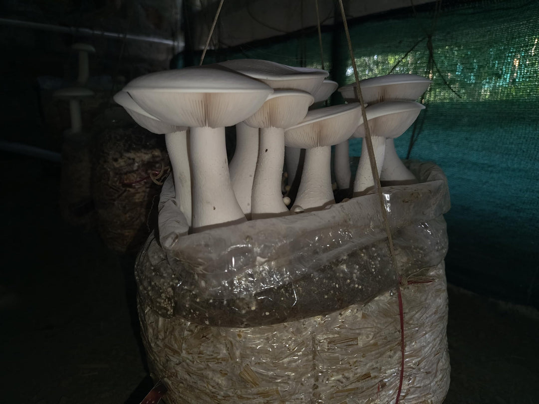 Premium Mushroom Casing Soil (900 gm) - Nutrient-Rich Blend for Milky, King Oyster, and Button Mushrooms - Sterilized Topsoil, Ideal for Top Layer for All Kind of Mushroom