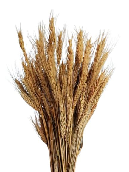 Cutting Wheat Straw (Pack of 7/2 KG) | Natural Wheat Straw - For Mushroom Farming and Gardening | 100% Natural Shrubs and Wheat Mulch
