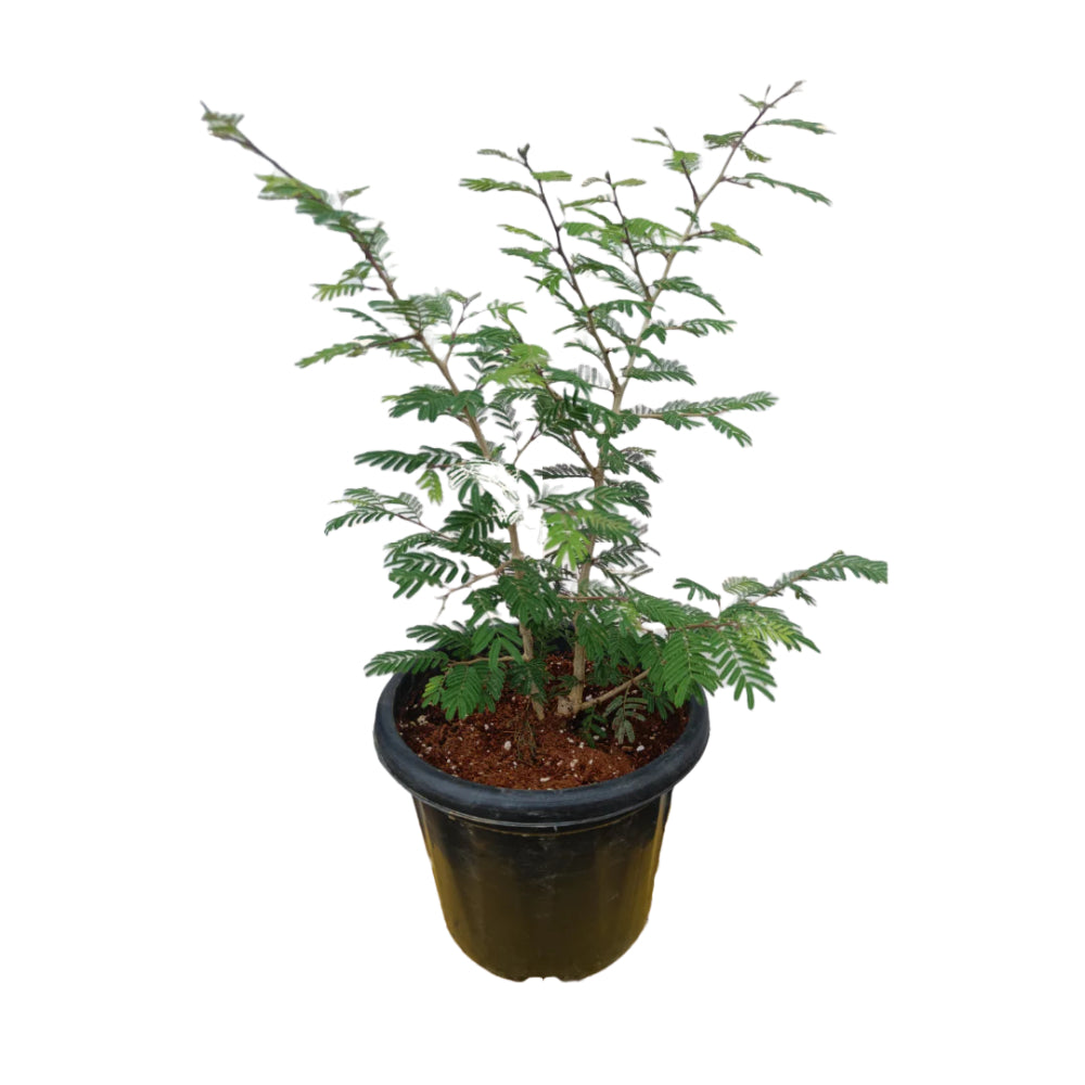 Shami Plant Original with Pot (Prosopis Cineraria), Sami Plant, Shami Tree, Banni Mara, Khejri tree, Holy Tree, Spritual Tree, Vastu Plant for Home, Medicinal Plant, 1 Live Plant with Pot