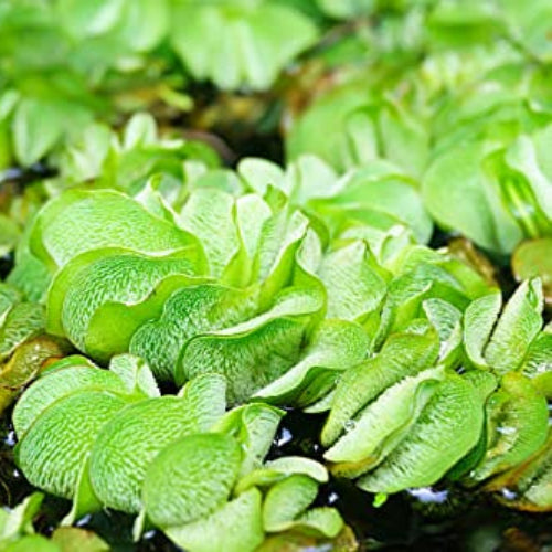 Giant Salvinia natans Watermoss - Live Aquatic Plants Rare Plant - Water moss Live Plant for Pond / Aquarium | Floating Watermoss
