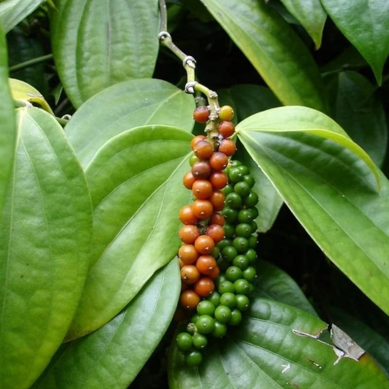 Black Pepper Plant (Piper nigrum), Garden Plants, Medicinal Plant, Spice Plant Live, Kali Mirch, Climbing Vine, Karimunda Rare Herbal Spice for Indian Cooking, 1 Plant with Pot