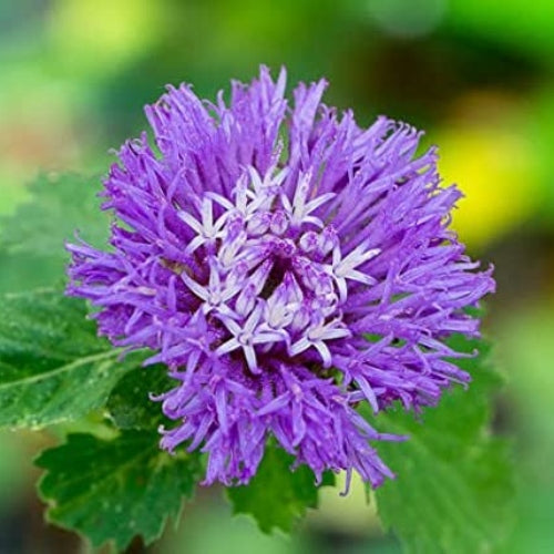 Lark Daisy (Centratherum punctatum) Flowering Plant Live | Brazilian Bachelor’s Button Flowering Plant | 1 Healthy Live Plant with Pot
