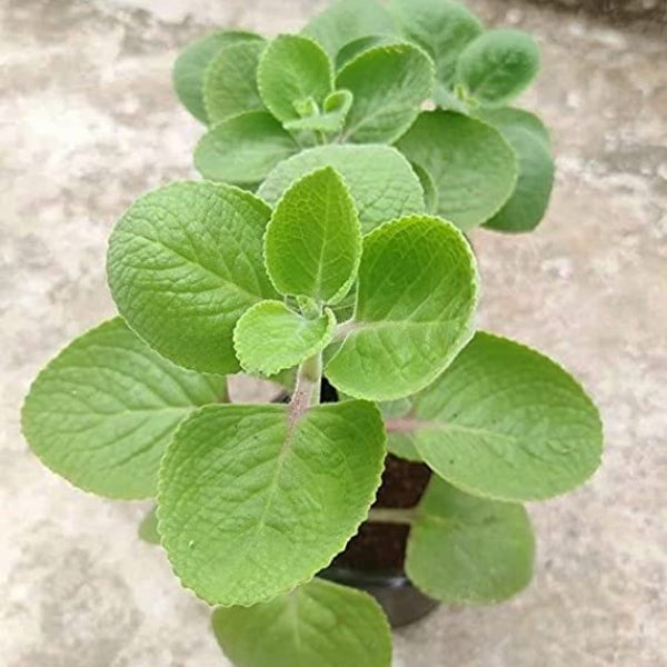Ajwain Live Herbal Plant With Pot | Oregano Ayurvedic Medicinal Plants - Trachyspermum Ammi, Mexican Mint