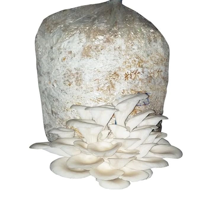 Gachwala Oyster Mushroom Grow Kit – Ready to Harvest | Easy Home Growing Kit | Beginner Friendly | Organic &amp; Fresh Mushrooms | Indoor Gardening Kit