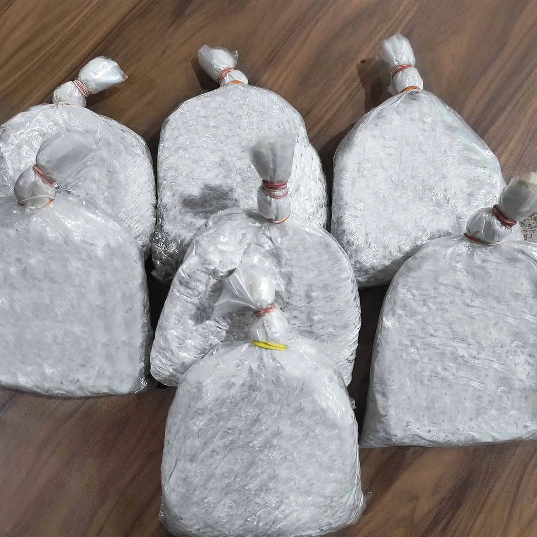 Oyster Mushrooms Spawn/Seeds-Approx-5 Kg- Grain Based First Generation High Yield White Mycelium Spores Edible CO2 Variety (22 Packets of Spawns+22 PP Bags)