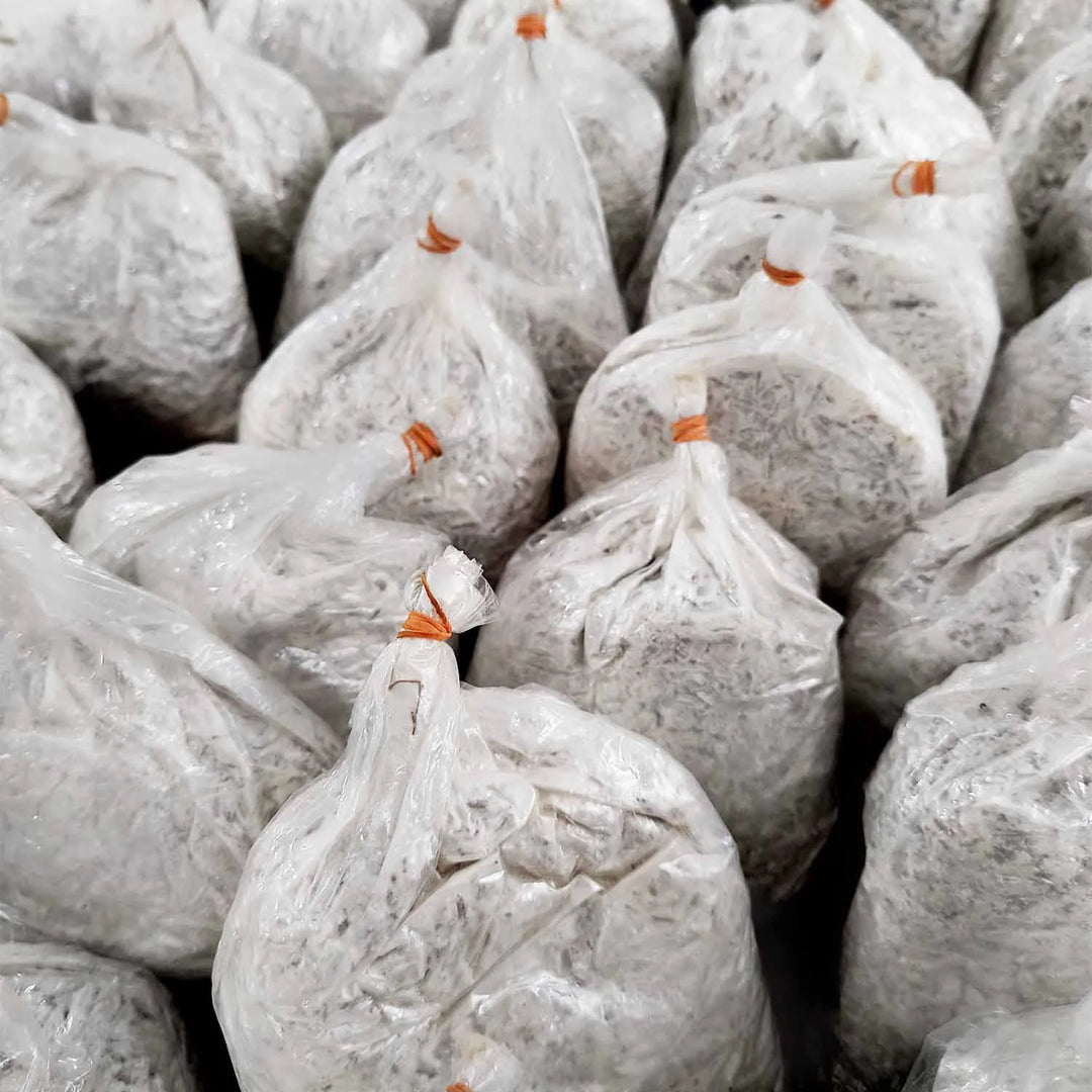 Oyster Mushrooms Grain Spawn / Seeds - First Generation High Yield White Mycelium Spores Edible CO2 Variety Approx-1Kg(4 packs of spawns+ 4 PP)