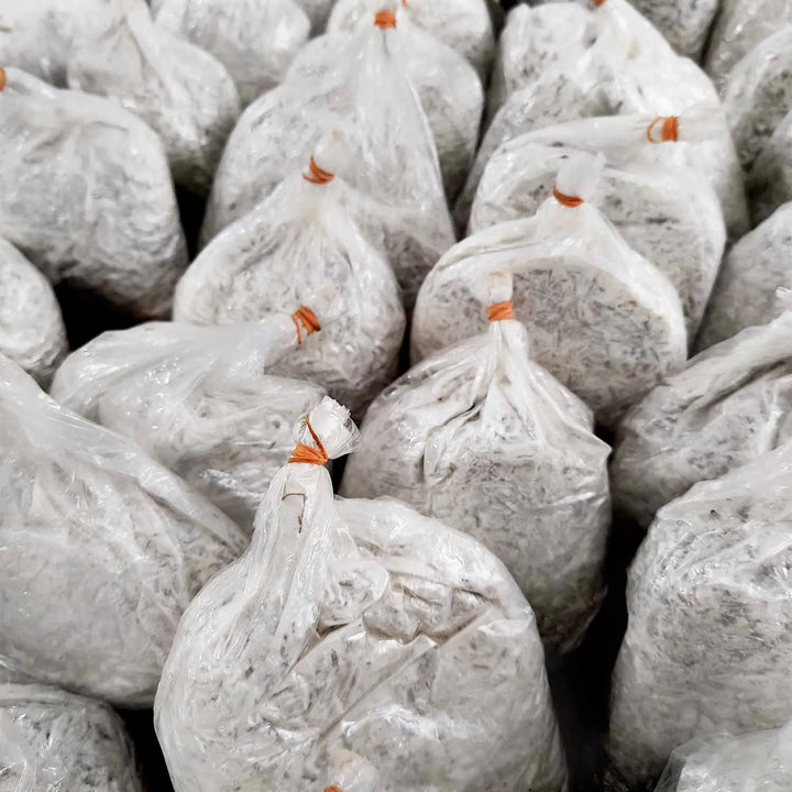 Oyster Mushrooms Grain Spawn / Seeds - First Generation High Yield White Mycelium Spores Edible CO2 Variety Approx-1Kg(4 packs of spawns+ 4 PP)